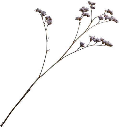 Spalon Health & Beauty Pvt Ltd Background